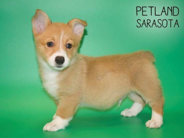 Pembroke Welsh Corgi-DOG-Male-Red / White-25430-Dream Tails Sarasota, Florida