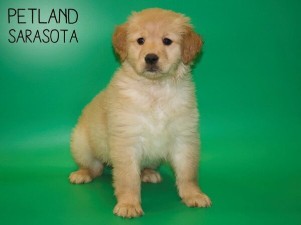 Golden Retriever-DOG-Female-Golden-25429-Dream Tails Sarasota, Florida