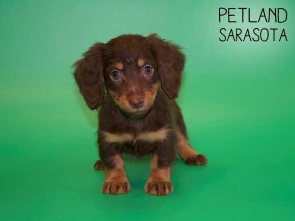 Dachshund-DOG-Female-Chocolate / Tan-25428-Dream Tails Sarasota, Florida