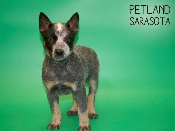 Australian Cattle Dog-DOG-Male-Blue Merle-25425-Dream Tails Sarasota, Florida