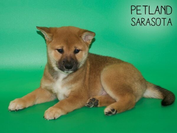 Shiba Inu-DOG-Male-RED-25424-Dream Tails Sarasota, Florida