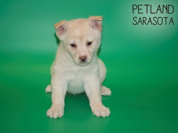 Pomsky-DOG-Female-CREAM WHITE-25423-Dream Tails Sarasota, Florida
