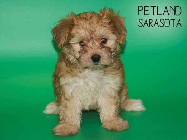 Morkie-DOG-Male-BEIGE-25422-Dream Tails Sarasota, Florida
