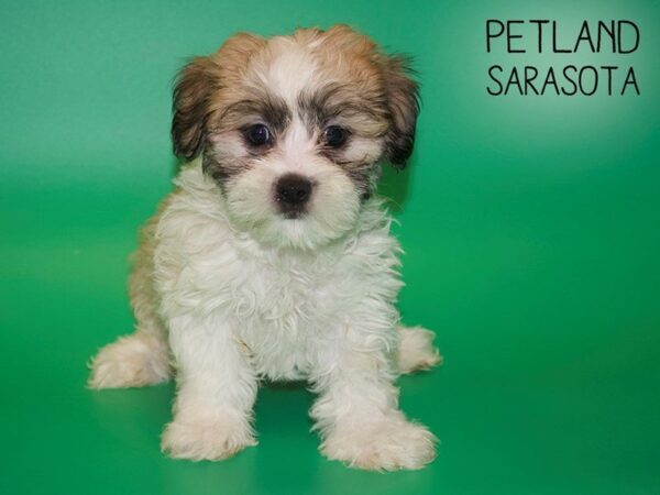 Maltishi-DOG-Female-Brown White-25421-Dream Tails Sarasota, Florida
