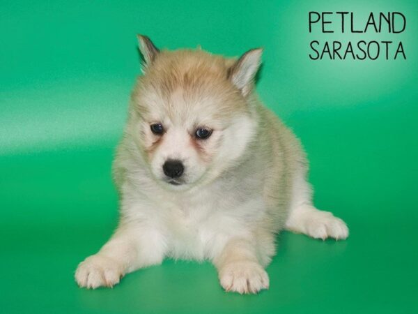 Pomsky-DOG-Female-SABLE WH-25420-Dream Tails Sarasota, Florida