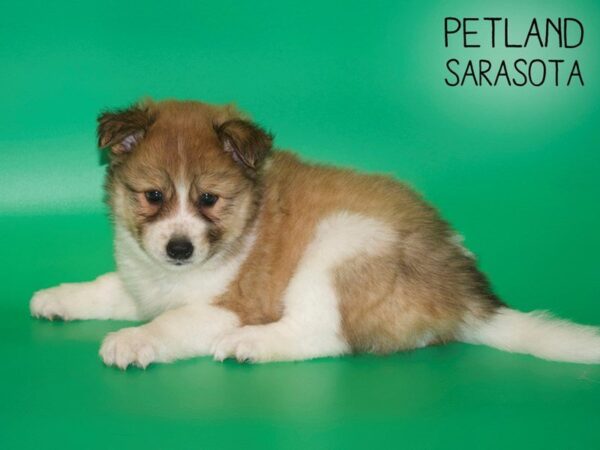 Pomsky-DOG-Female-SABLE WHITE-25419-Dream Tails Sarasota, Florida