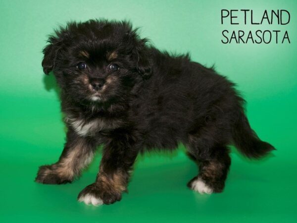 Cavapoo-DOG-Female-PARTY-25418-Dream Tails Sarasota, Florida