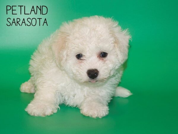 Bichon Frise-DOG-Male-White-25417-Dream Tails Sarasota, Florida