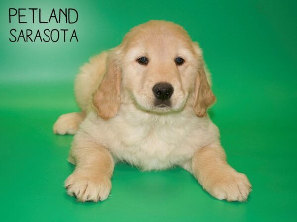 Golden Retriever-DOG-Male-Light Golden-25416-Dream Tails Sarasota, Florida