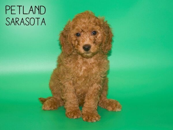 F2 MINI GOLDENDOODLE-DOG-Female-Red-25415-Dream Tails Sarasota, Florida