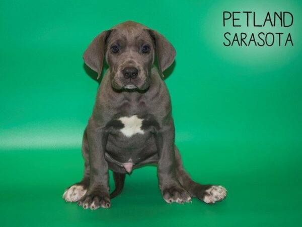 Great Dane-DOG-Male-Gray-25414-Dream Tails Sarasota, Florida