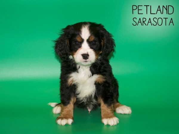 Miniature Bernese Mountain Dog-DOG-Male-Tri Color-25413-Dream Tails Sarasota, Florida