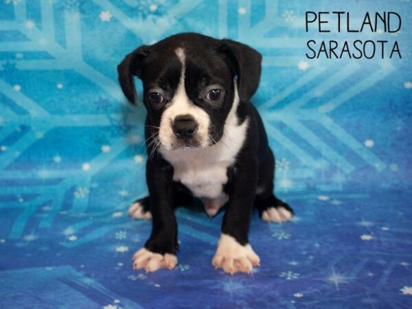 Boston Terrier-DOG-Male-BLK WHITE-25402-Dream Tails Sarasota, Florida