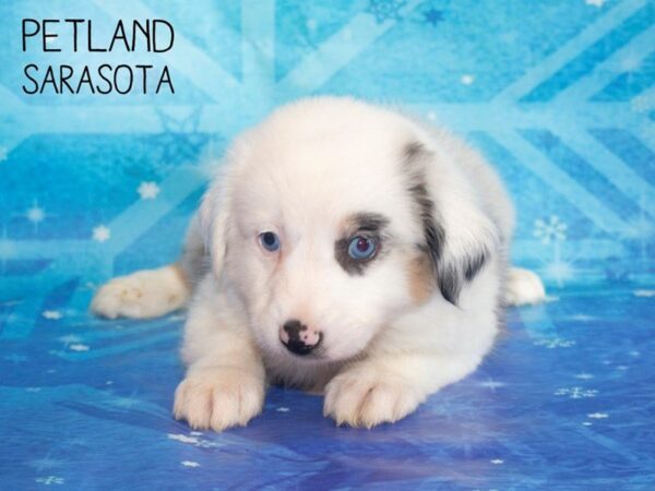 Minature Australian Shepherd-DOG-Female-BLUE MERLE-25400-Dream Tails Sarasota, Florida