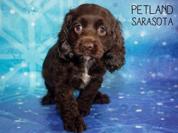 Cocker Spaniel-DOG-Female-choc-25399-Dream Tails Sarasota, Florida