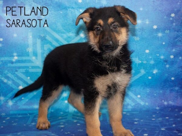 German Shepherd-DOG-Female-Black Tan-25397-Dream Tails Sarasota, Florida
