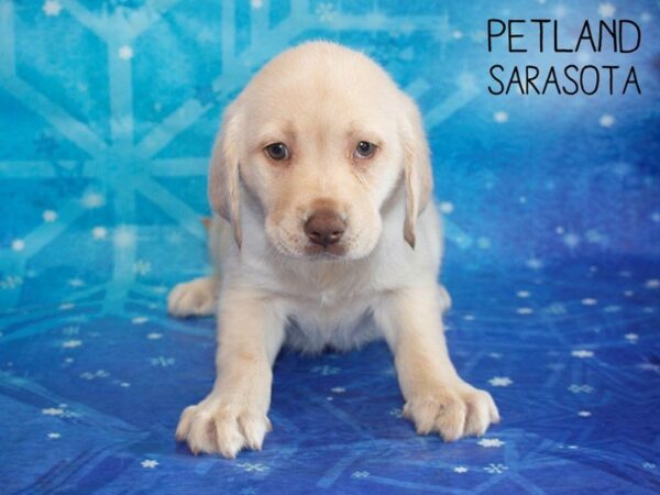 Labrador Retriever-DOG-Female-Yellow-25396-Dream Tails Sarasota, Florida