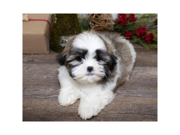 Shih Tzu-DOG-Female-Gold / White-25456-Dream Tails Sarasota, Florida