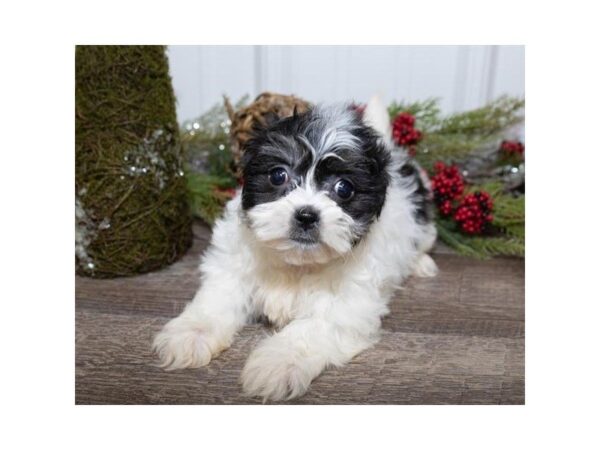 Maltishi-DOG-Female-Black / White-25462-Dream Tails Sarasota, Florida