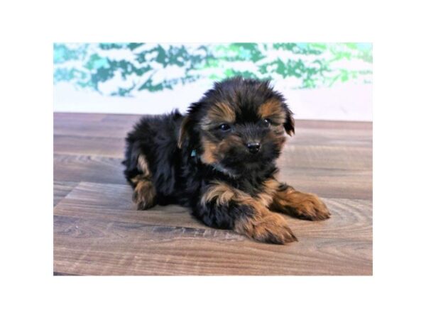 Yorkshire Terrier-DOG-Male-Black / Tan-25458-Dream Tails Sarasota, Florida