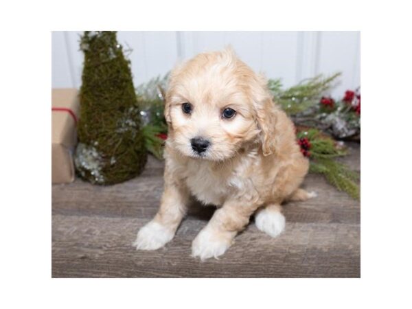 Cavachon-DOG-Male-Apricot-25461-Dream Tails Sarasota, Florida