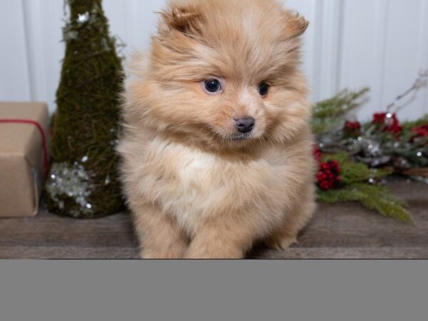 Pomeranian-DOG-Male-Orange-25455-Dream Tails Sarasota, Florida