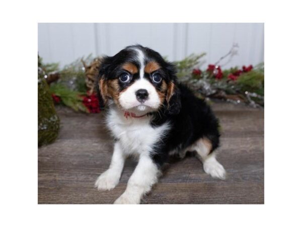 Cavalier King Charles Spaniel-DOG-Female-Black-25449-Dream Tails Sarasota, Florida