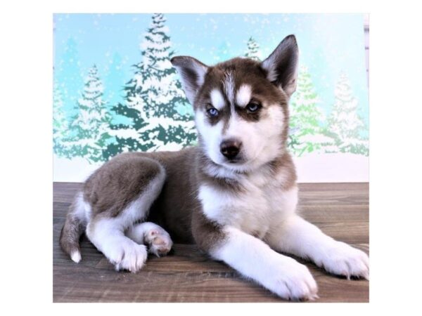 Siberian Husky-DOG-Male-Red / White-25457-Dream Tails Sarasota, Florida