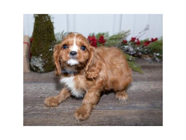 Cavalier King Charles Spaniel-DOG-Male-Ruby-25448-Dream Tails Sarasota, Florida