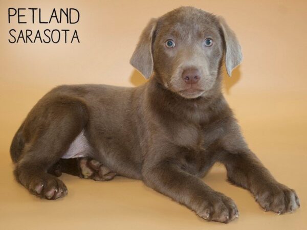 Labrador Retriever-DOG-Female-Silver-25454-Dream Tails Sarasota, Florida