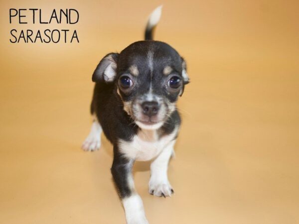 Chihuahua-DOG-Female-Black Brindle / White-25450-Dream Tails Sarasota, Florida