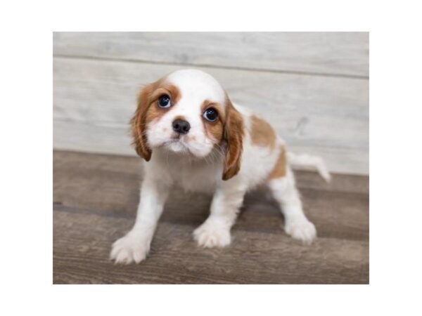 Cavalier King Charles Spaniel-DOG-Female-Blenheim-25485-Dream Tails Sarasota, Florida