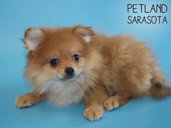Pomeranian-DOG-Male-Red Sable-25488-Dream Tails Sarasota, Florida