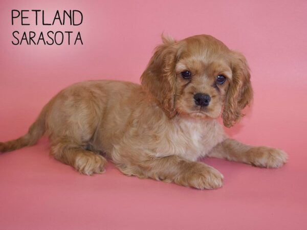 Cockalier-DOG-Female-Ruby-25487-Dream Tails Sarasota, Florida