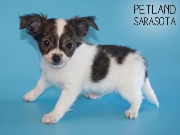 Chihuahua-DOG-Male-Brindle / White-25486-Dream Tails Sarasota, Florida