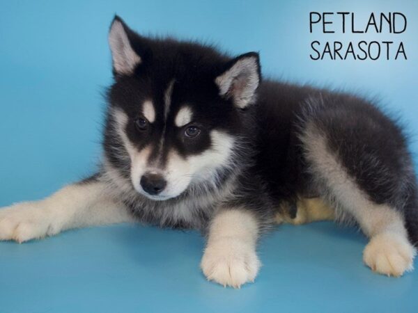 Siberian Husky-DOG-Male-Black / White-25484-Dream Tails Sarasota, Florida