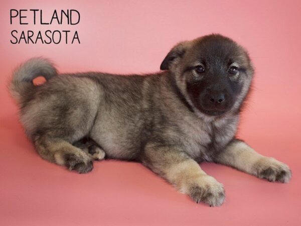 Norwegian Elkhound-DOG-Female-Silver-25483-Dream Tails Sarasota, Florida