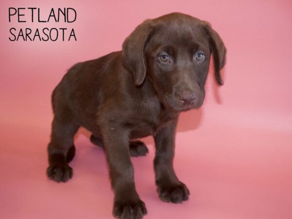 Labrador Retriever-DOG-Female-Chocolate-25482-Dream Tails Sarasota, Florida