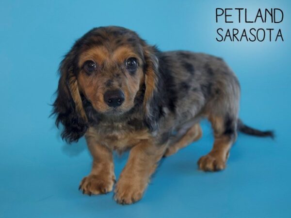 Dachshund-DOG-Male-Black / Tan-25481-Dream Tails Sarasota, Florida
