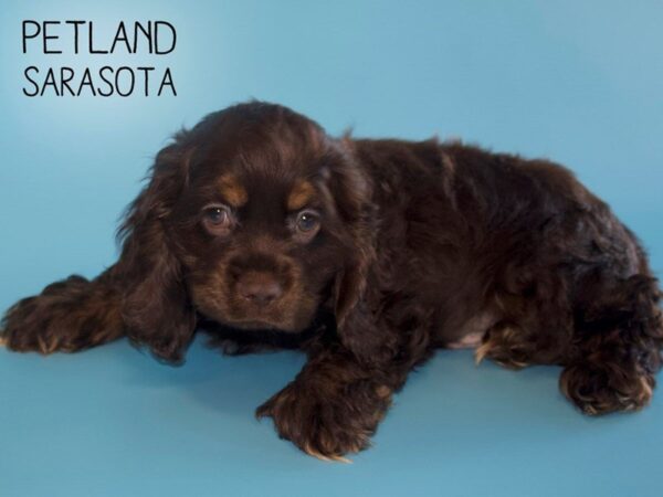 Cocker Spaniel-DOG-Male-Chocolate / Tan-25480-Dream Tails Sarasota, Florida