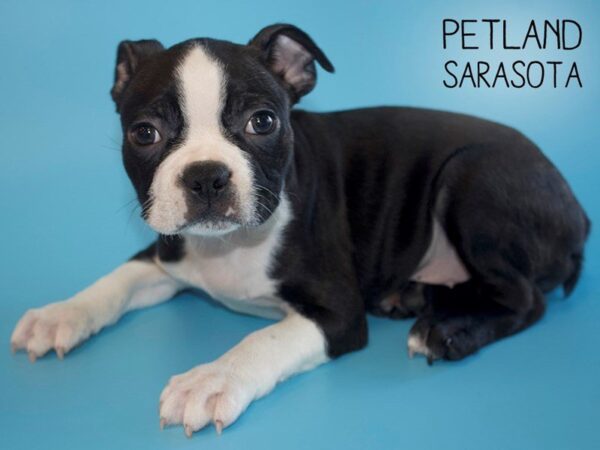 Boston Terrier-DOG-Male-BLK WHT-25479-Dream Tails Sarasota, Florida