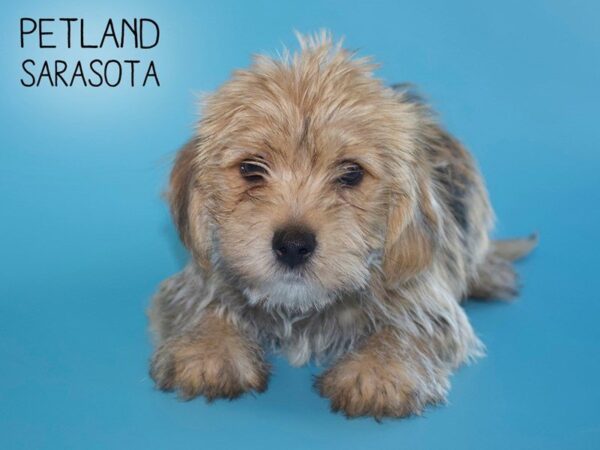 Yochon-DOG-Male-BEIGE-25477-Dream Tails Sarasota, Florida