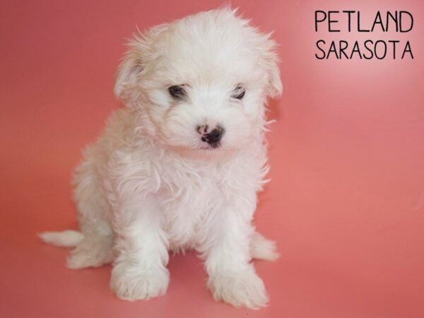Maltese-DOG-Female-WHITE-25474-Dream Tails Sarasota, Florida