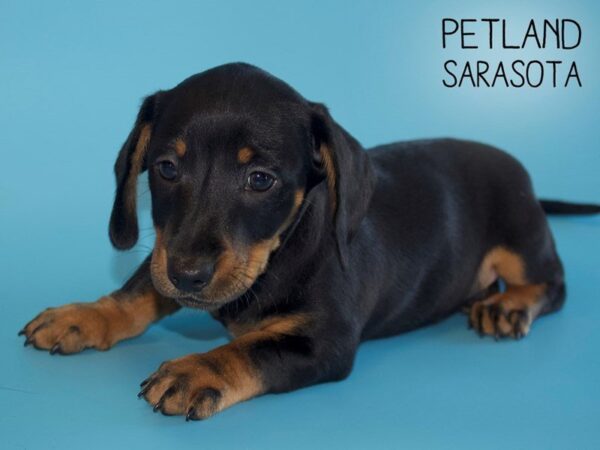Dachshund-DOG-Male-BLK TAN-25473-Dream Tails Sarasota, Florida