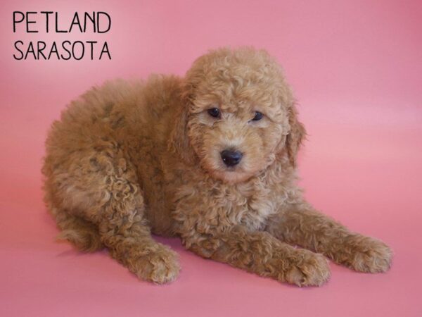 F2 MINI GOLDENDOODLE-DOG-Female-RED-25471-Dream Tails Sarasota, Florida