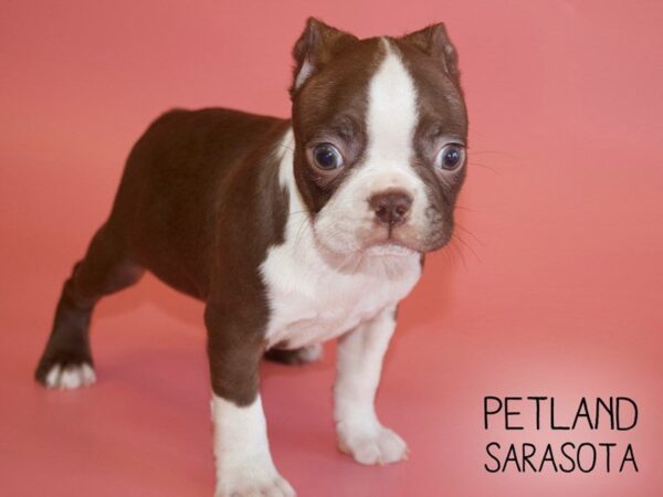 Boston Terrier-DOG-Female-RED WHT-25470-Dream Tails Sarasota, Florida