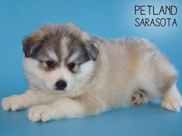 Huskimo-DOG-Male-SILVER WHT-25469-Dream Tails Sarasota, Florida