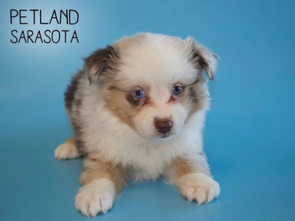 Miniature Australian Shepherd-DOG-Male-RED MERLE-25468-Dream Tails Sarasota, Florida