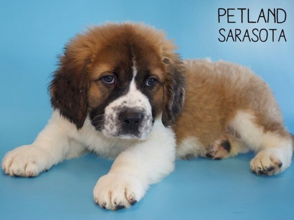 Saint Bernard-DOG-Male-Sable & White-25467-Dream Tails Sarasota, Florida