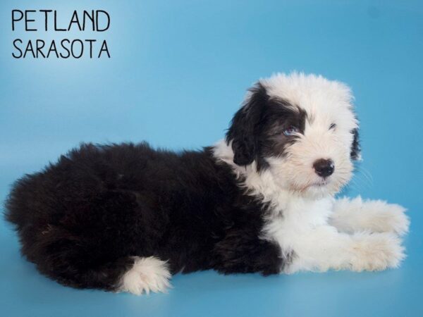 Old English Sheepdog-DOG-Male-Black White-25466-Dream Tails Sarasota, Florida